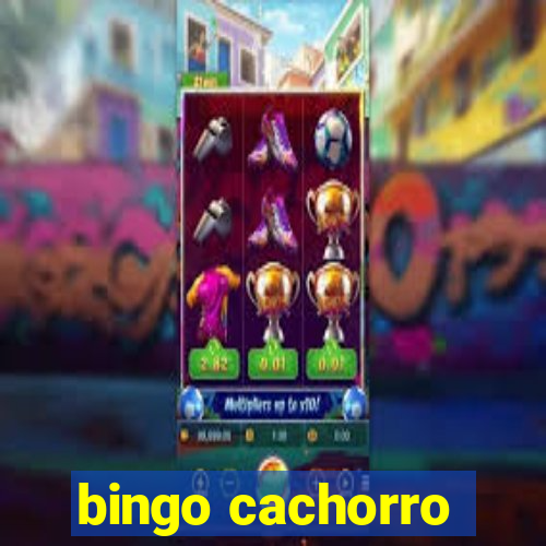 bingo cachorro