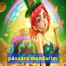 pássaro mandarim