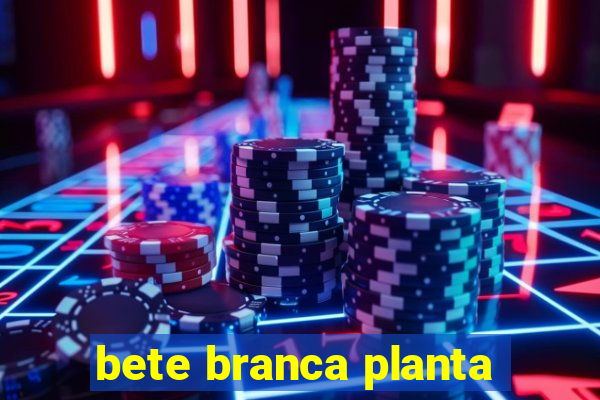 bete branca planta