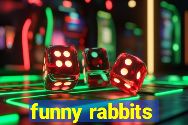 funny rabbits