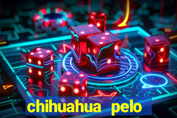 chihuahua pelo longo pre莽o