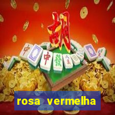 rosa vermelha (letra e cifra)