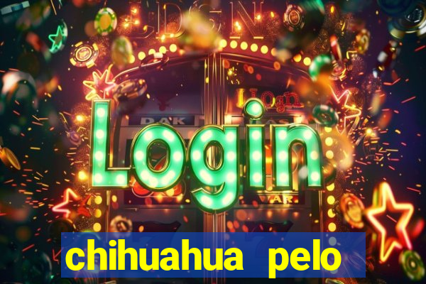 chihuahua pelo longo preço