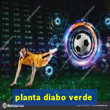 planta diabo verde