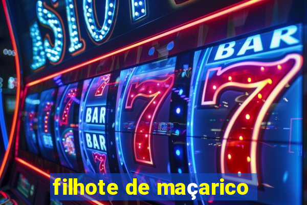 filhote de maçarico